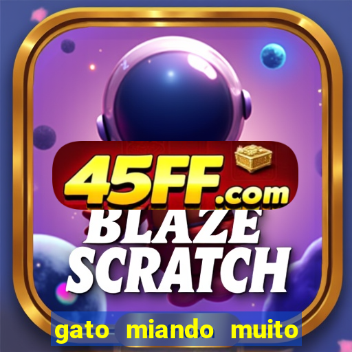 gato miando muito a noite o que fazer